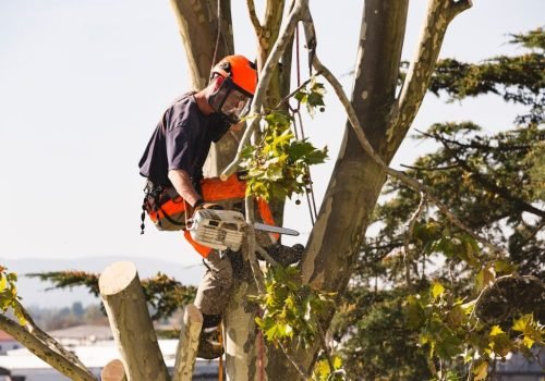 Man sawing tree at the top of the tree with chainsaw and all safety equipment needed for cutting the tree tops.