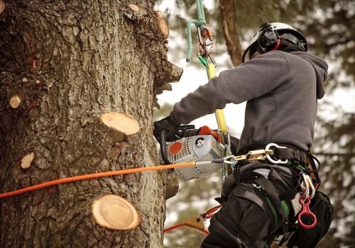 Arborist cutting branches with chainsaw. Action shot, visible saw dust.
