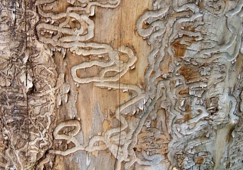 Traces of the emerald ash borer on the trunk of a dead ash in Michigan - like the death sentence for the tree, written under the bark; the emerald ash borer (Agrilus planipennis or Agrilus marcopoli) is a non-native invasive insect from Asia; the green beetle, accidentally introduced by overseas shipping containers into the USA, spread from Michigan through the Midwest and threatens to kill most of the ash trees in North America; shallow DOF